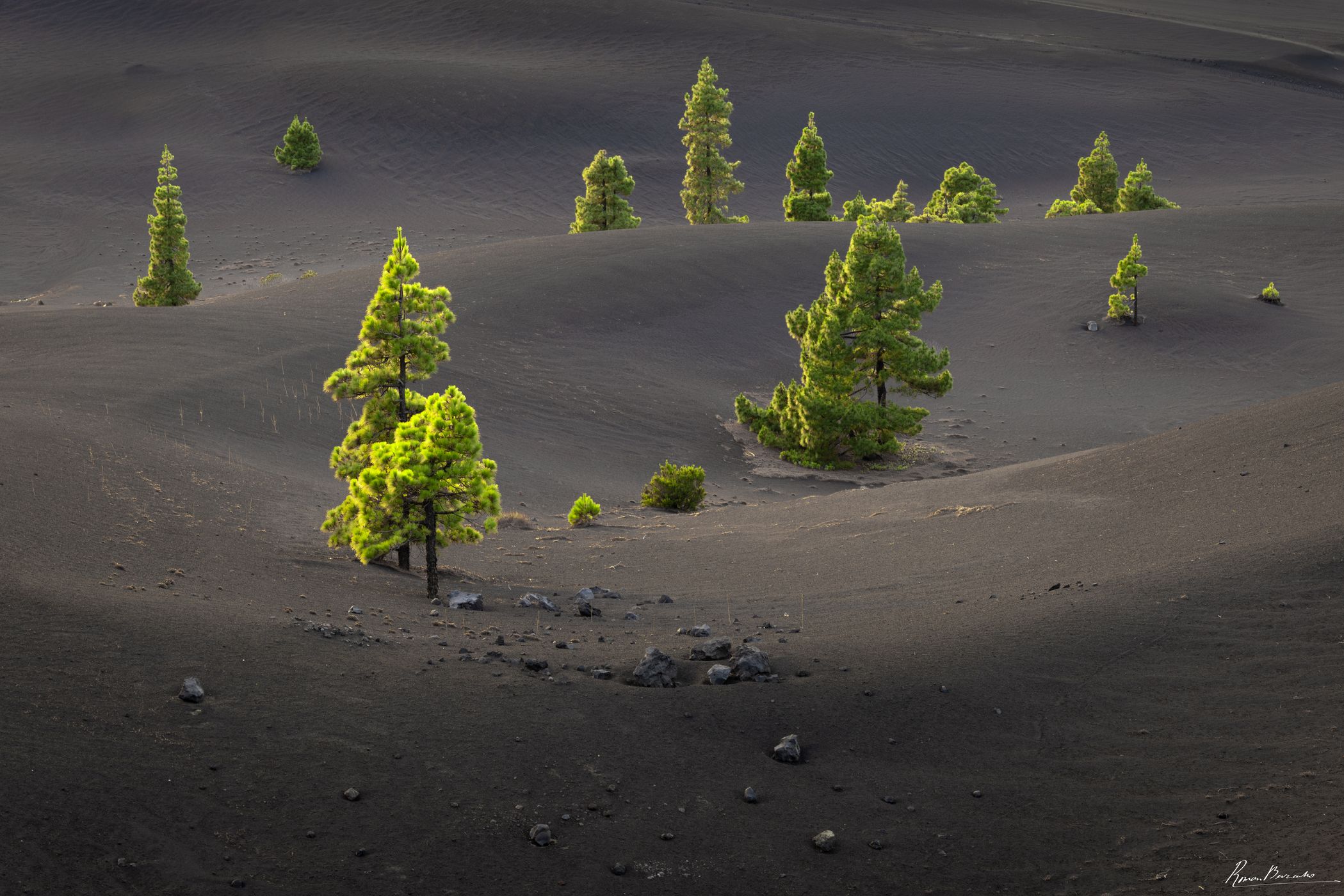 The Pines in Volcanic Ash, La Palma, Canary Islands, Spain