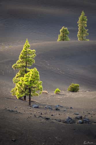 The Pines in Volcanic Ash, La Palma, Canary Islands
