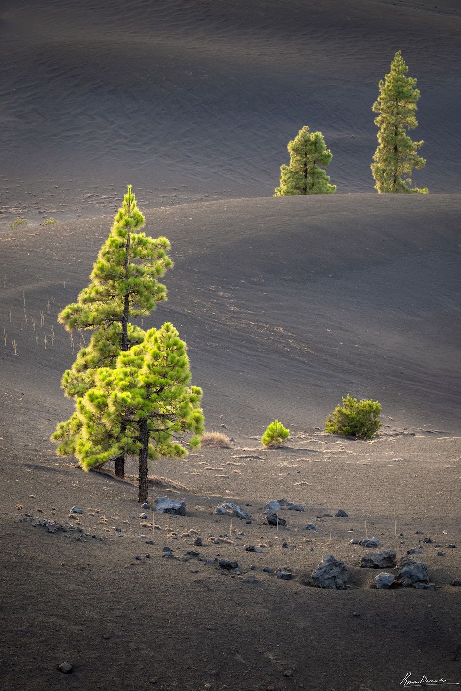 The Pines in Volcanic Ash, La Palma, Canary Islands, Spain