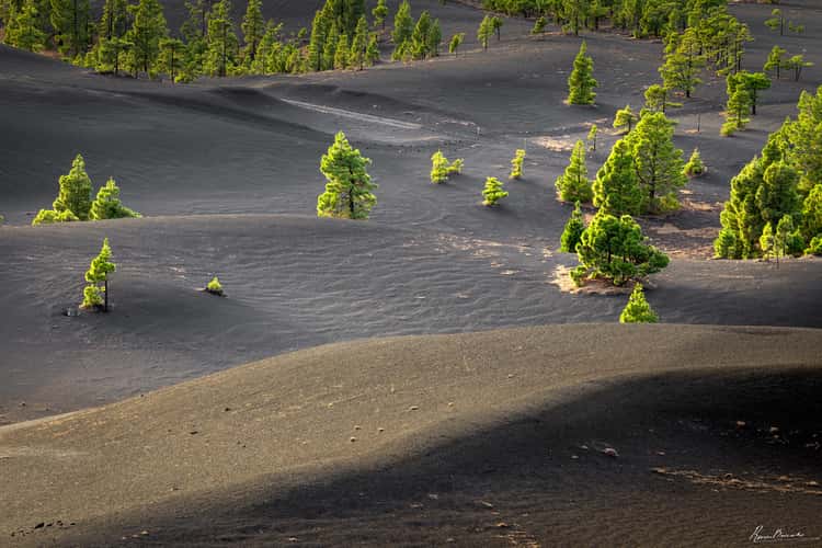 The Pines in Volcanic Ash, La Palma, Canary Islands