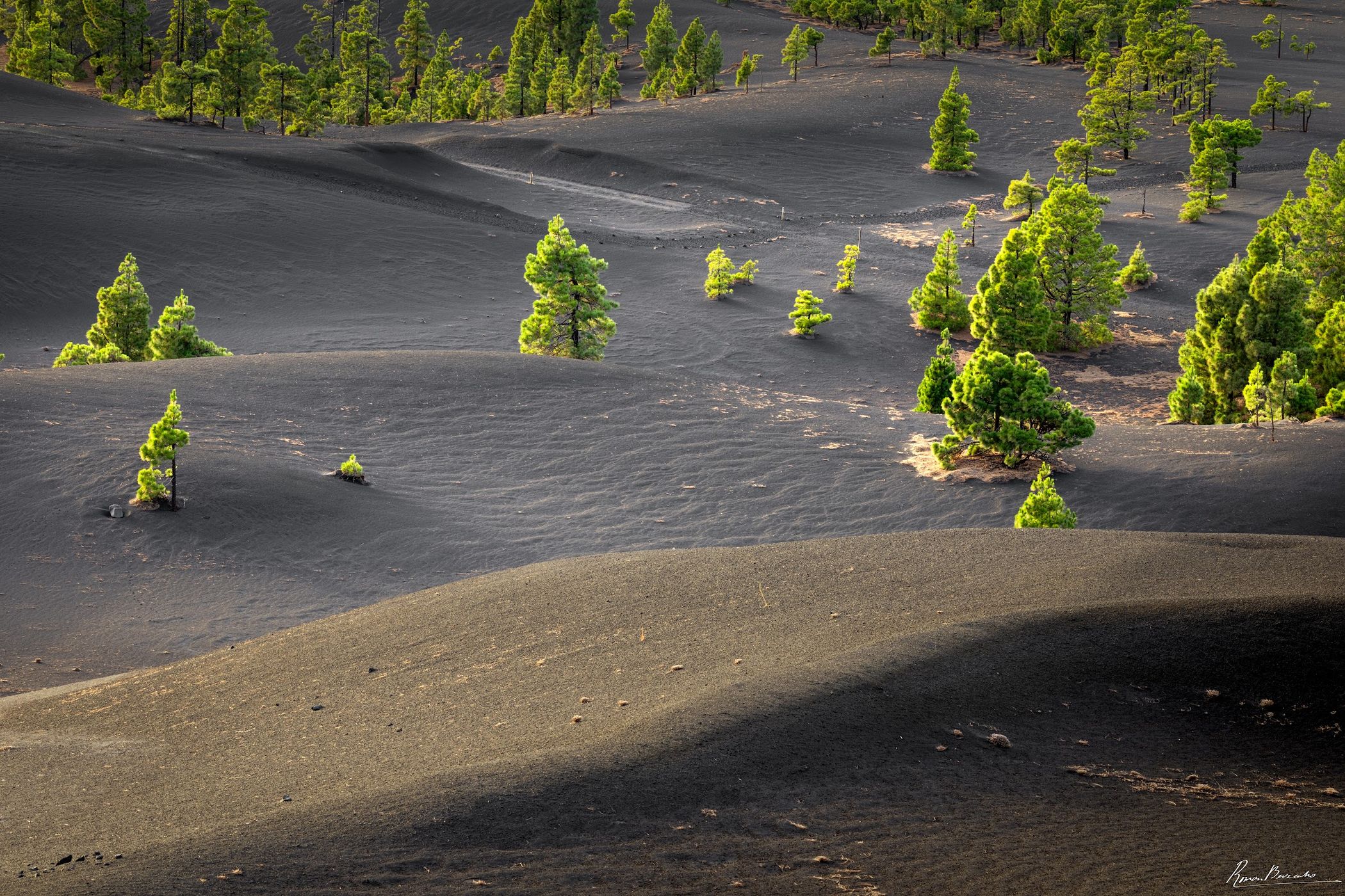 The Pines in Volcanic Ash, La Palma, Canary Islands, Spain