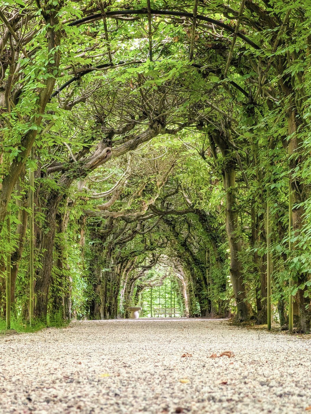 Western tree alley in Castle Gardens, Arcen, Netherlands