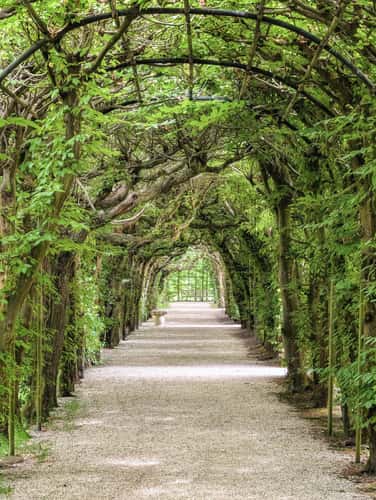 Western tree alley in Castle Gardens, Arcen