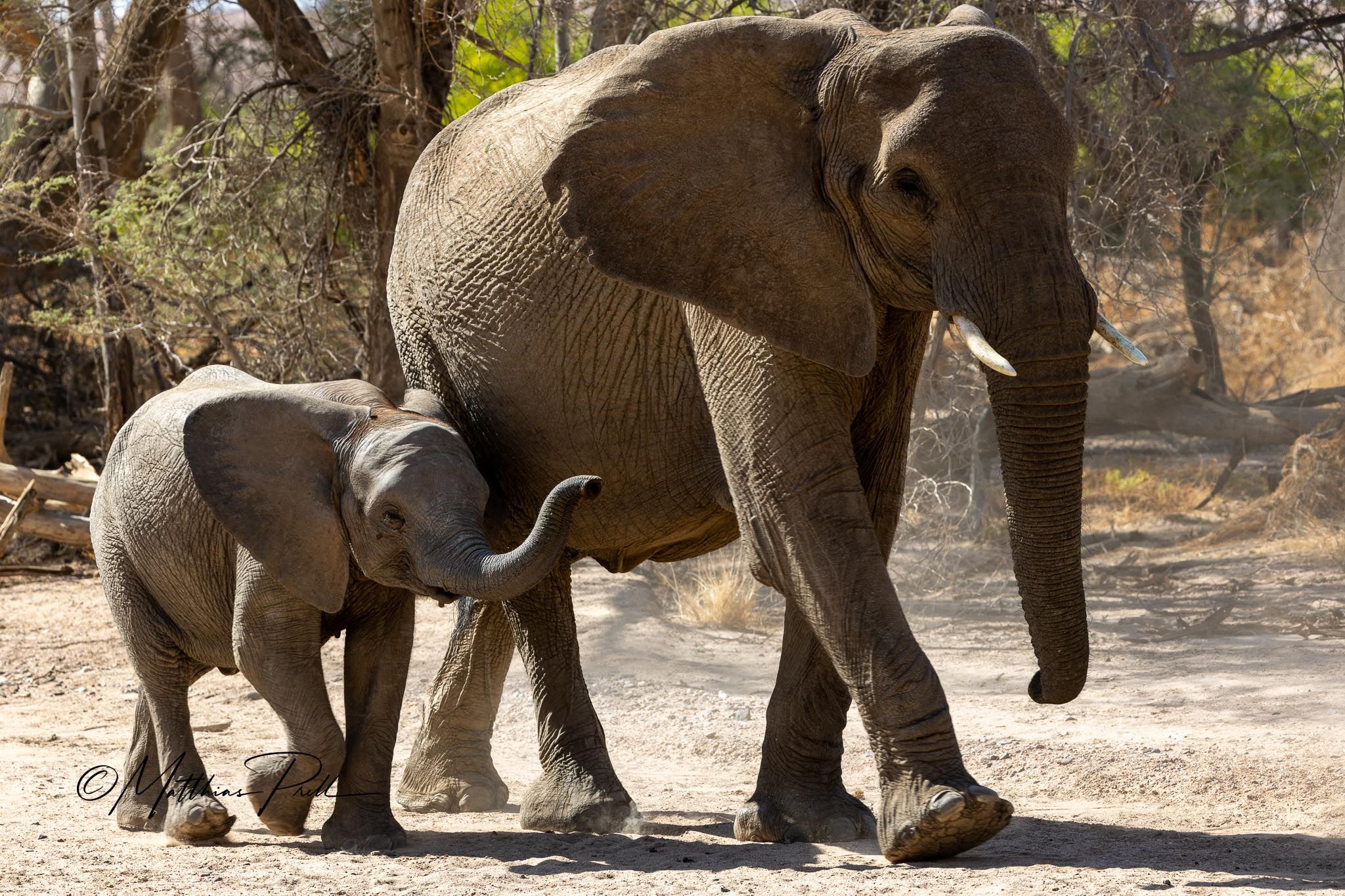 Steppenelefanten in Namibia, Namibia
