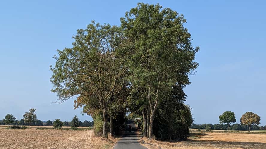 bridge in the field