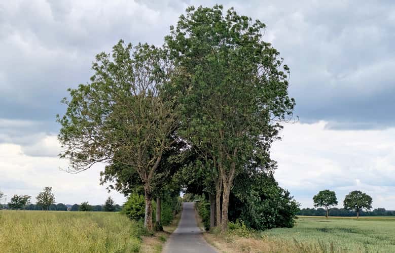 bridge in the field