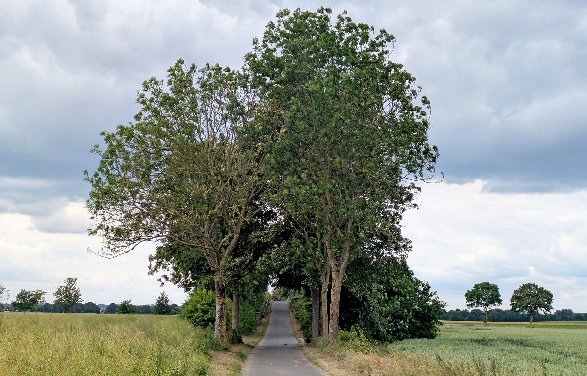 bridge in the field, Germany