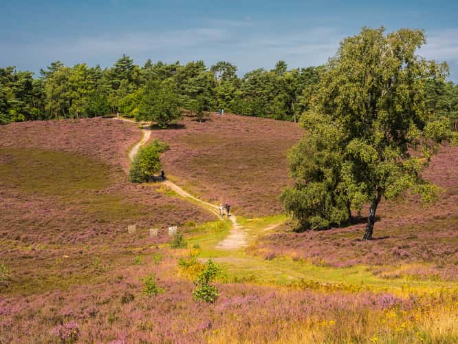 Brunsberg (Heather in bloom)