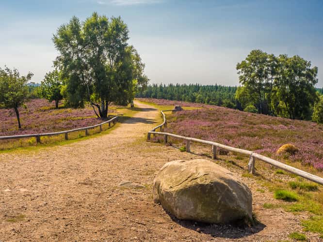 Brunsberg (Heather in bloom)