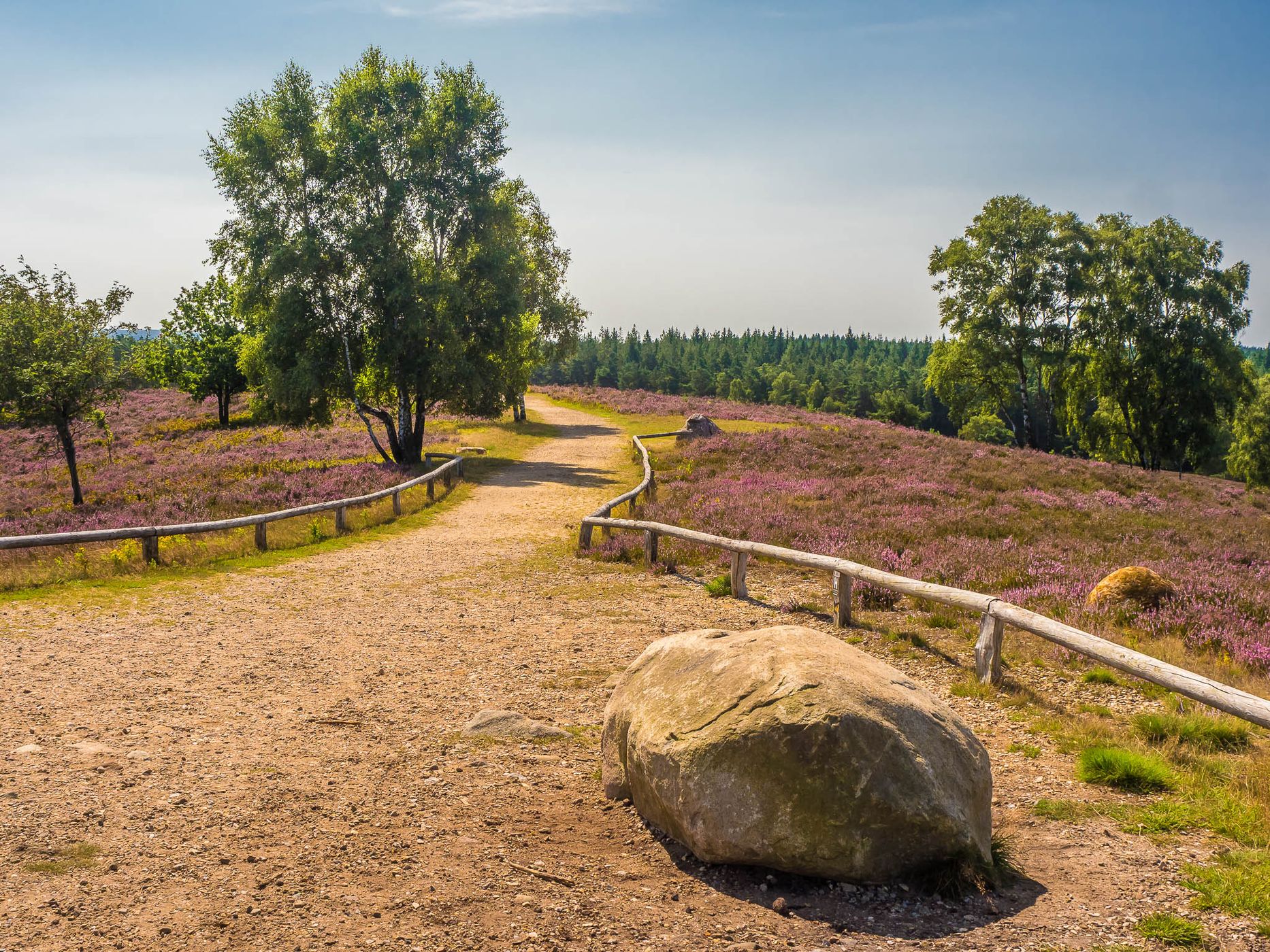 Brunsberg (Heather in bloom), Germany