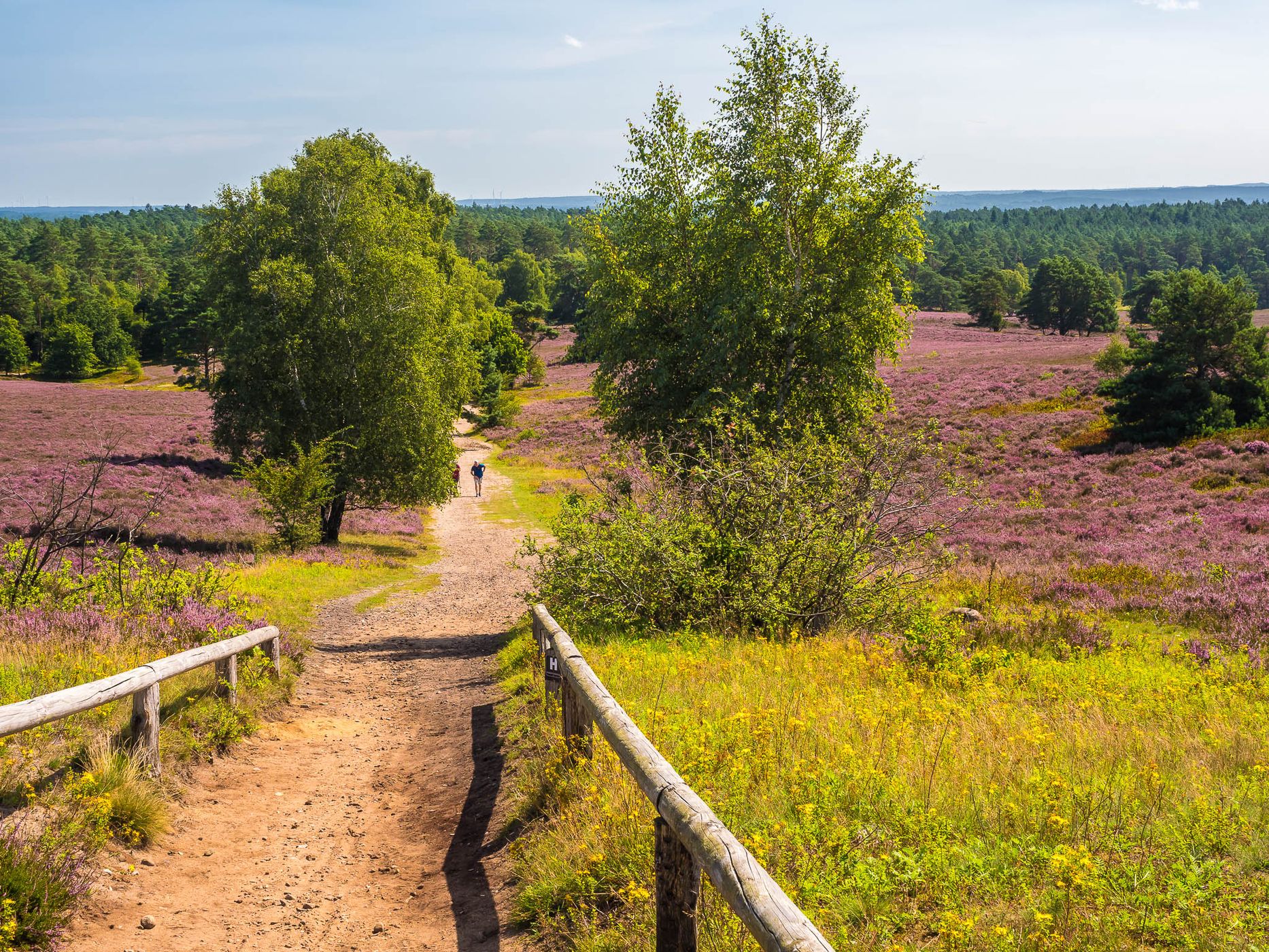 Brunsberg (Heather in bloom), Germany