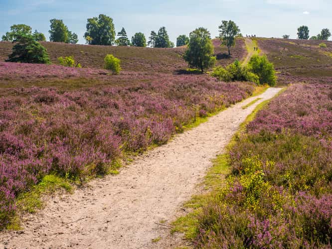 Brunsberg (Heather in bloom)
