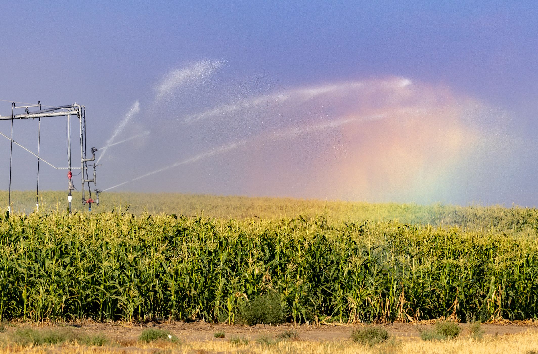 Corn Field - Moses Lake, WA, USA