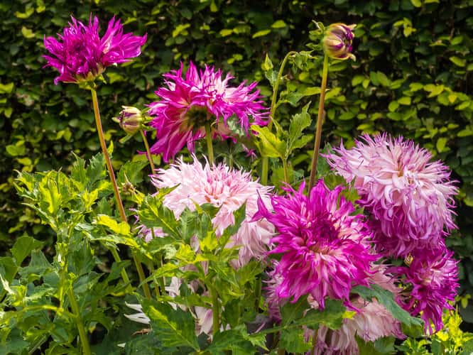 Dahliengarten (Dahlia Garden) Hamburg