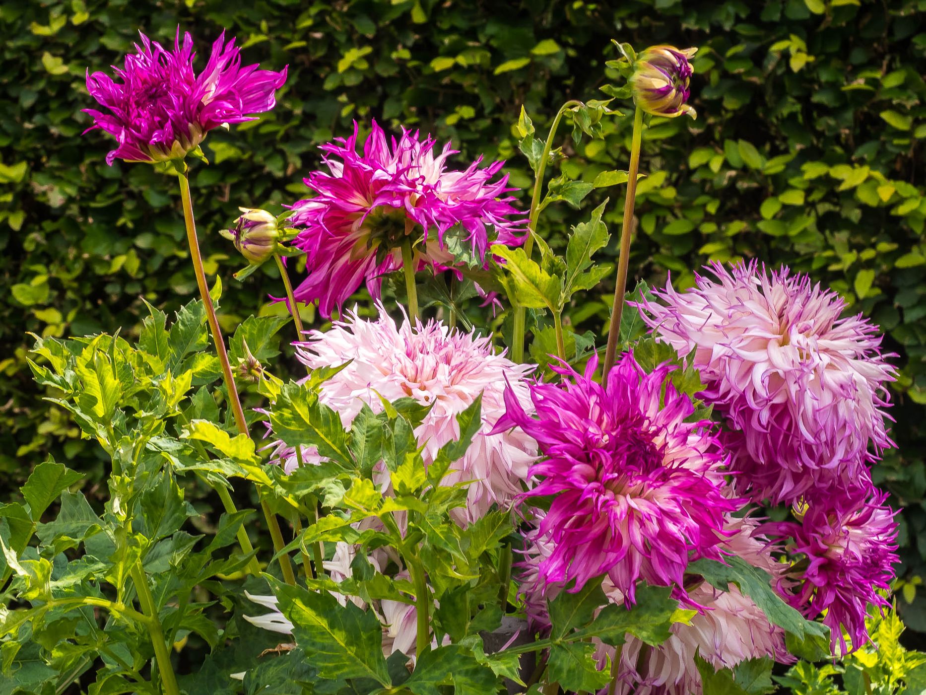 Dahliengarten (Dahlia Garden) Hamburg, Germany