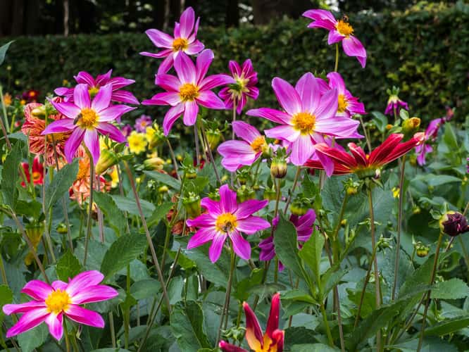 Dahliengarten (Dahlia Garden) Hamburg