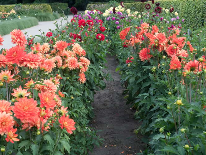 Dahliengarten (Dahlia Garden) Hamburg