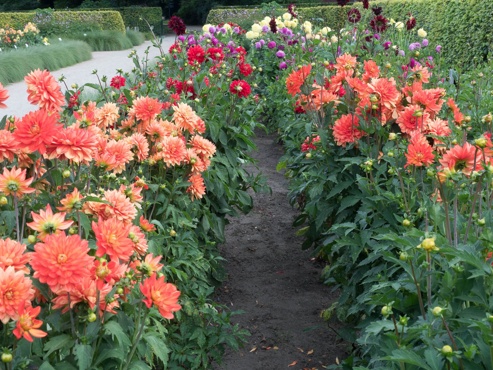 Dahliengarten (Dahlia Garden) Hamburg, Germany