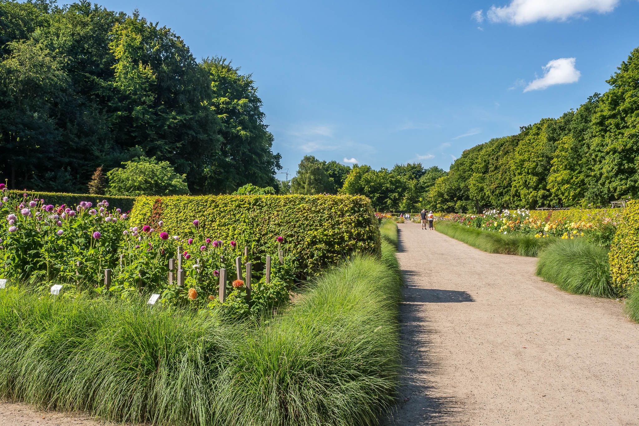 Dahliengarten (Dahlia Garden) Hamburg, Germany