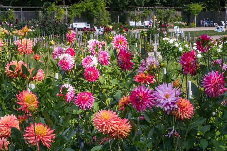 Dahliengarten (Dahlia Garden) Hamburg