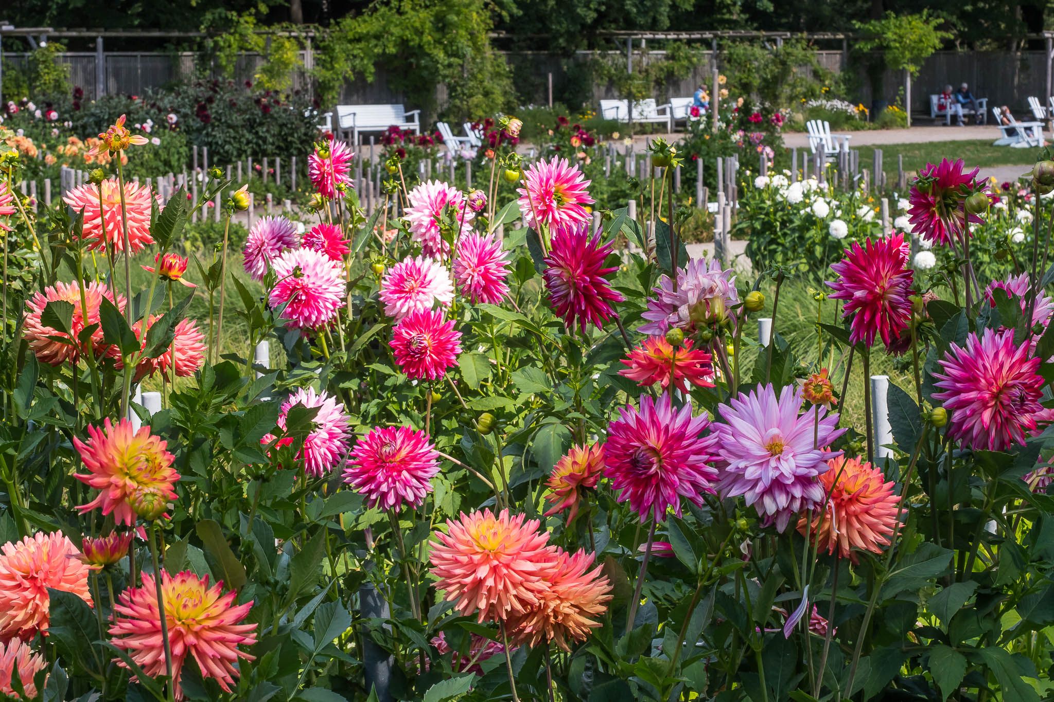 Dahliengarten (Dahlia Garden) Hamburg, Germany