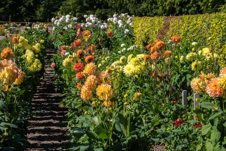 Dahliengarten (Dahlia Garden) Hamburg