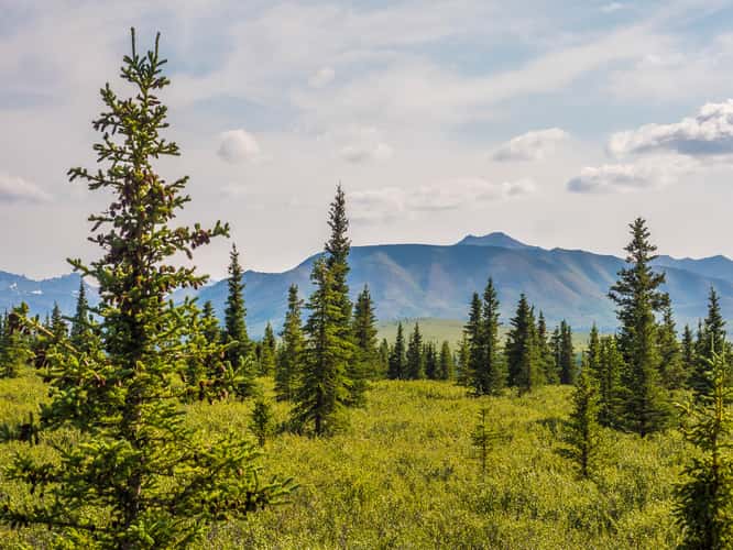 Denali National Park