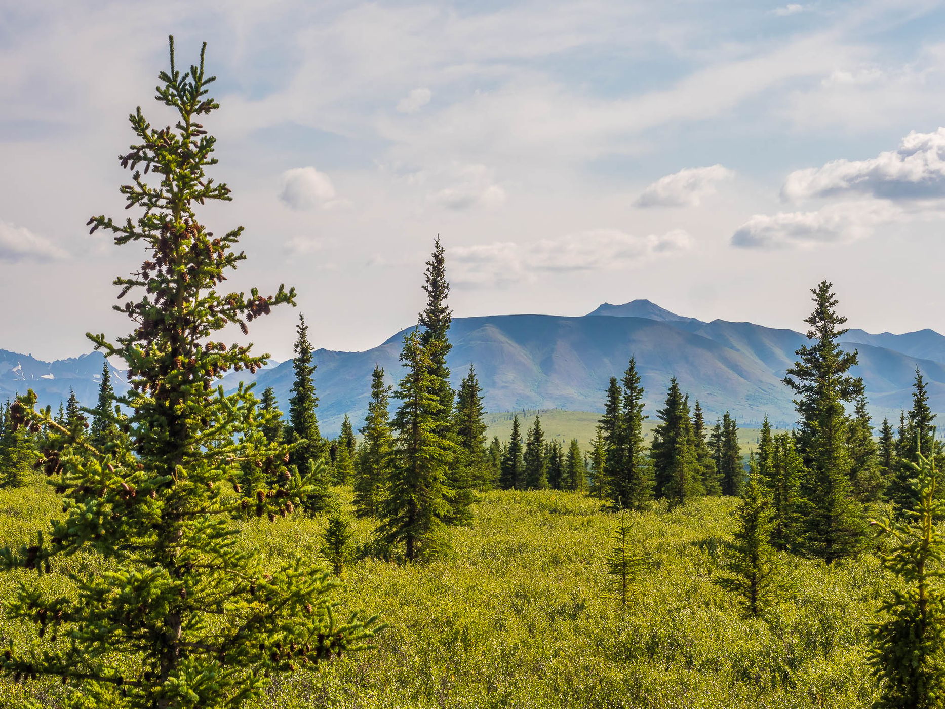Denali National Park, USA