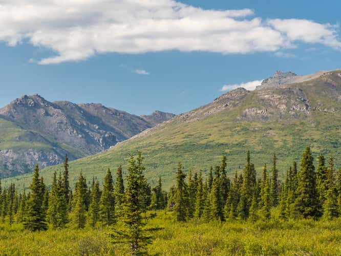 Denali National Park