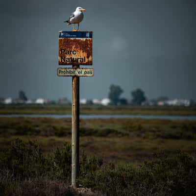 Ebro Delta Natural Park – Wildlife & Wetlands, Spain