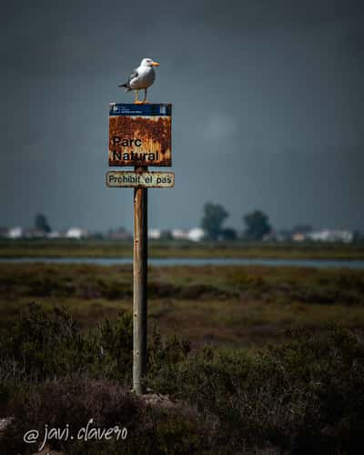 Ebro Delta Natural Park – Wildlife & Wetlands