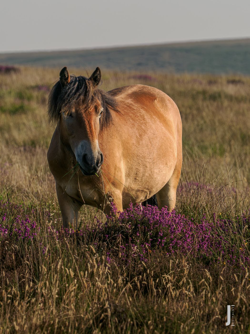 Exmoor Pony's, United Kingdom
