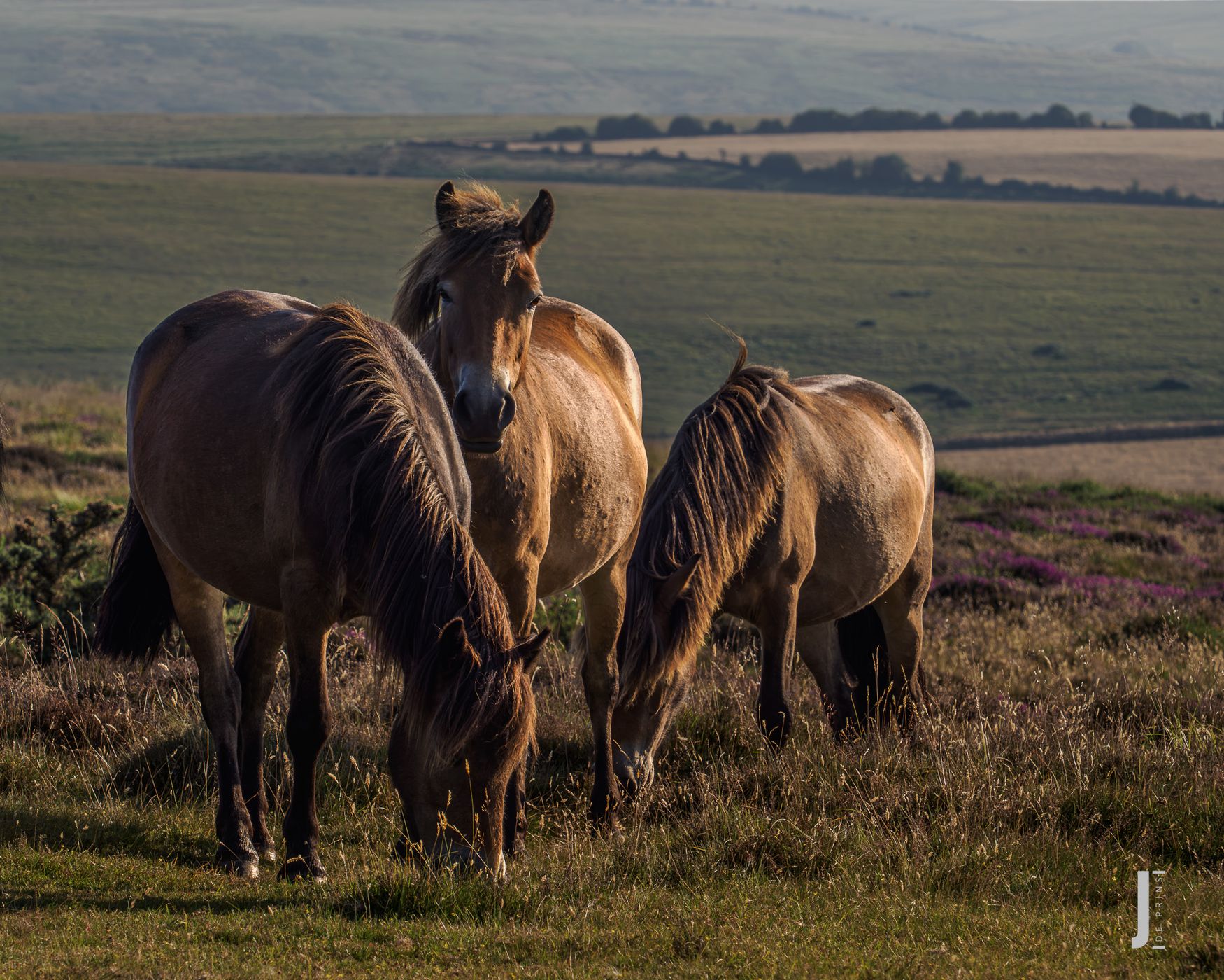 Exmoor Pony's, United Kingdom