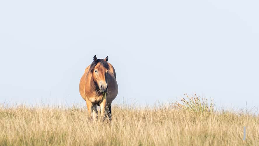 Exmoor Pony's