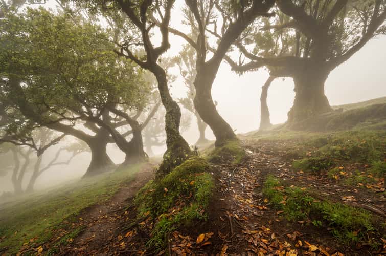 Fog Forest Fanal, Madeira