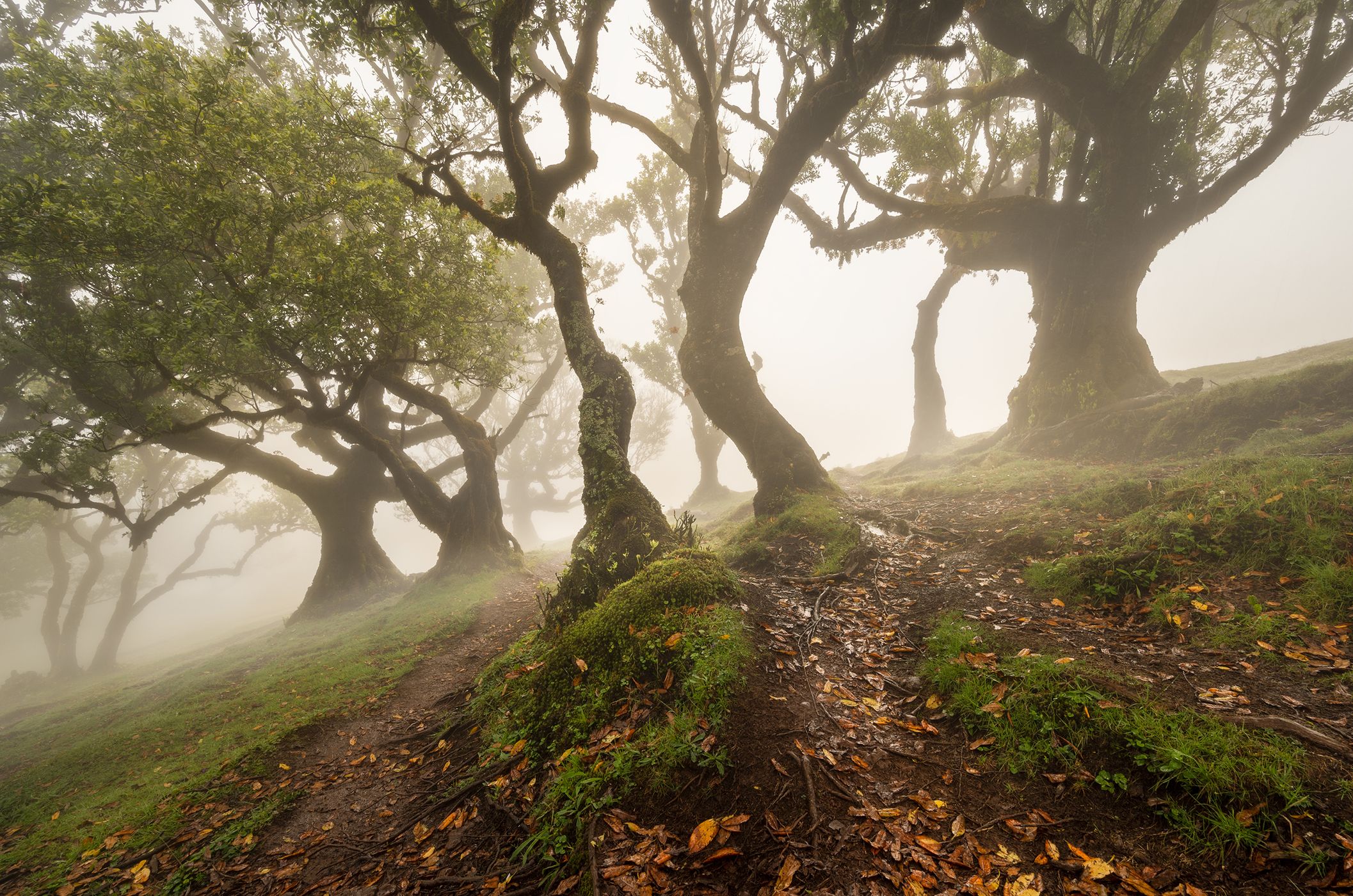 Fog Forest Fanal, Madeira, Portugal