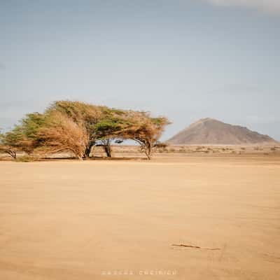 Kapverdischen Wüste (Insel Sal), Cape Verde