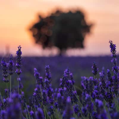 Lavender fields, Brihuega, Spain