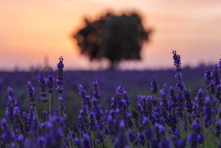 Lavender fields, Brihuega