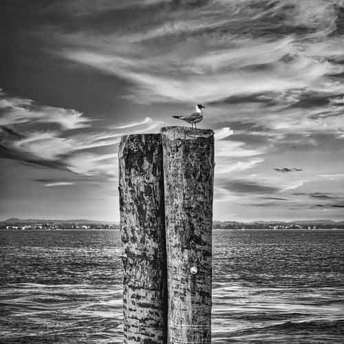 Lazise