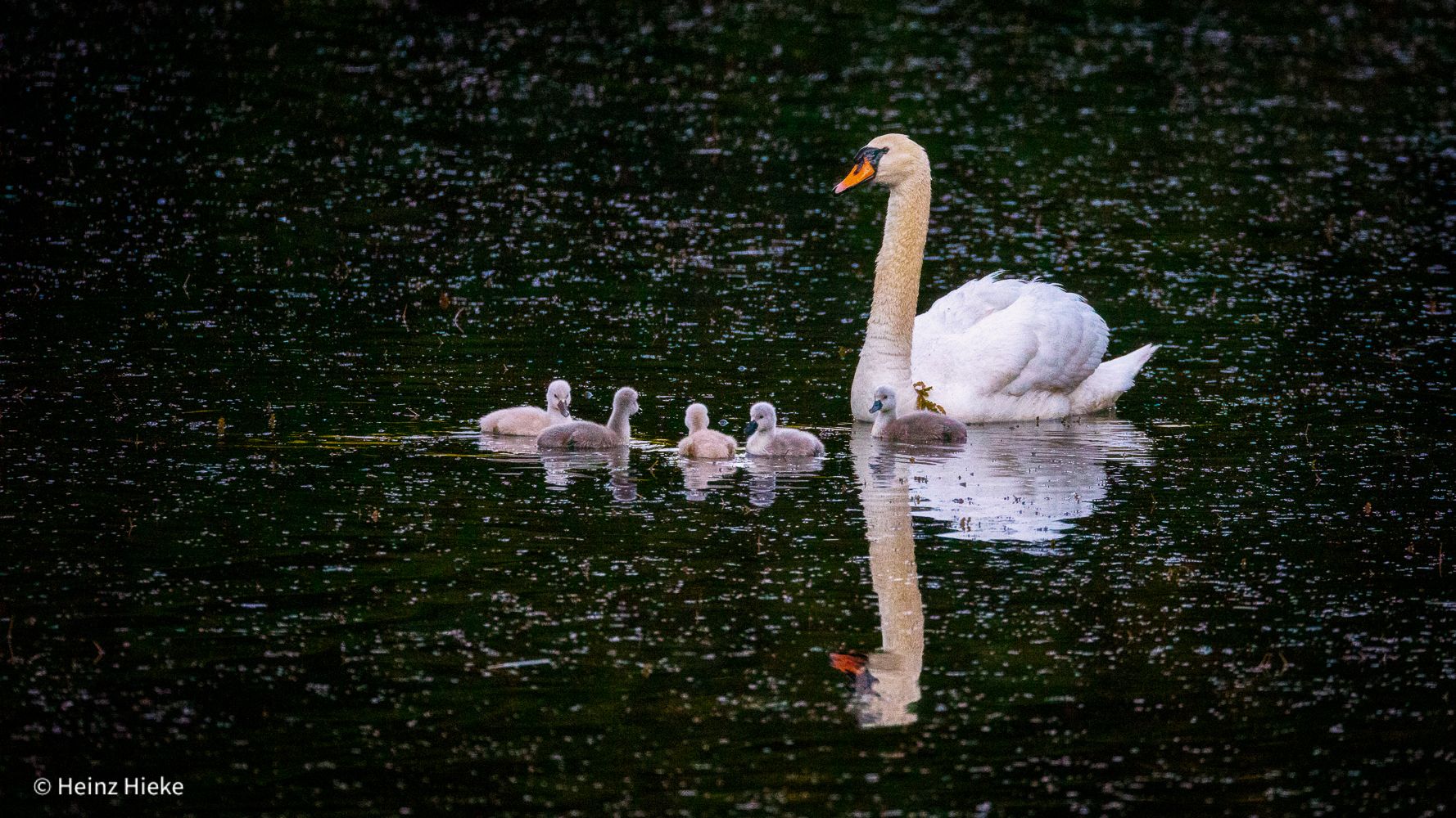 Lengwiler Weiher, Switzerland