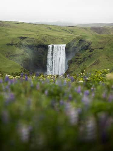Lupin Blooming near Skogafoss