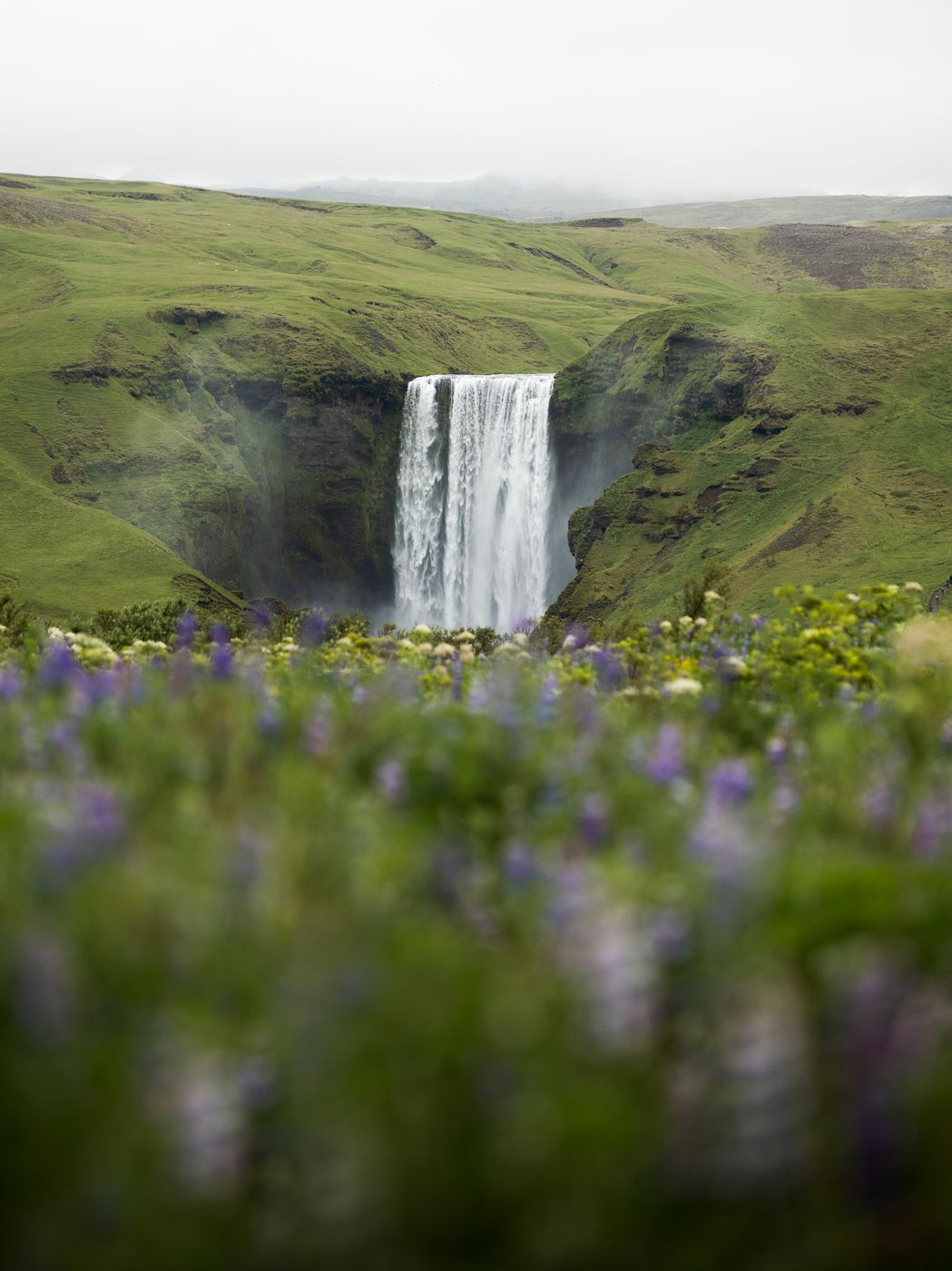 Lupin Blooming near Skogafoss, Iceland