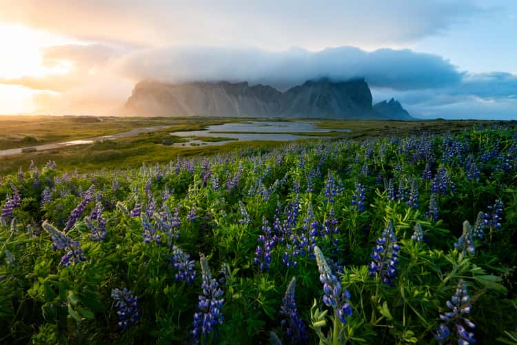 Lupin field on Stokksnes