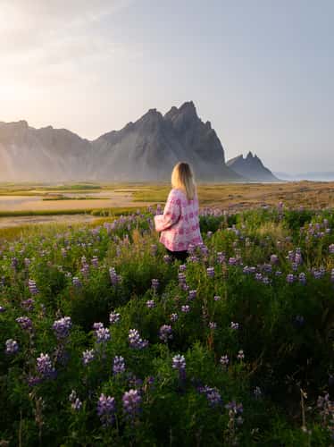 Lupin field on Stokksnes