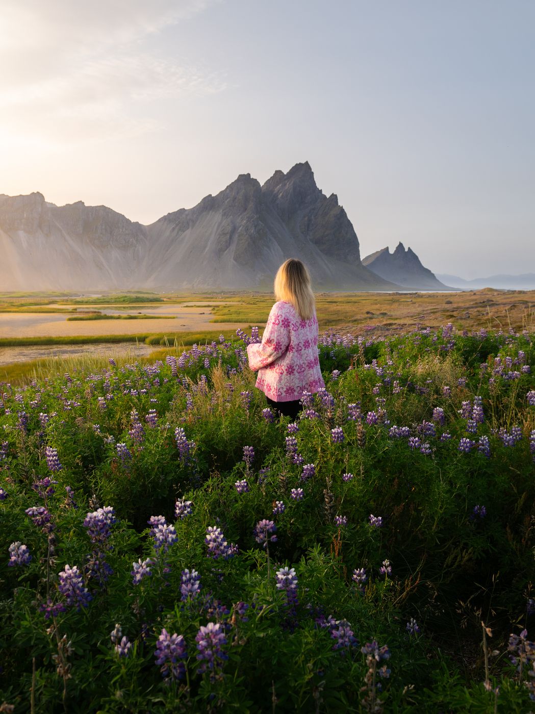 Lupin field on Stokksnes, Iceland