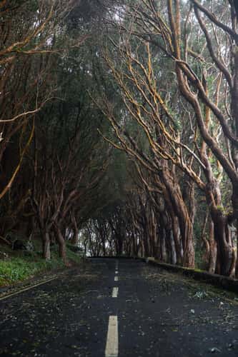 Miradouro da Mata da Serreta, Azores Islands