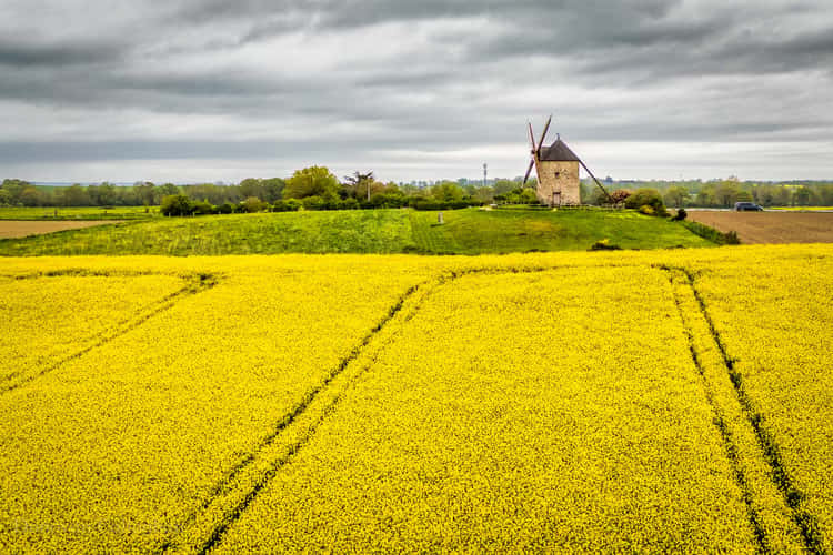 Moulin de Moidrey Windmill , France Mont Saint-Michel