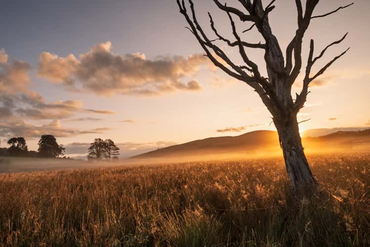 Old Tree Near Matterdale