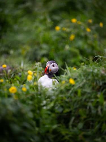 Puffin Marina
